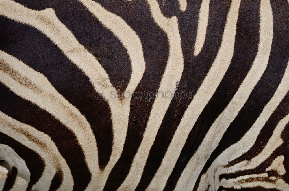 Similar – Z Zebra Steppenzebra