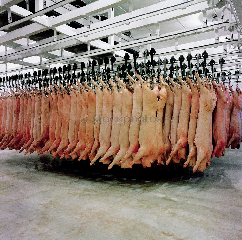 Similar – Foto Bild kaltes grausen Schwein