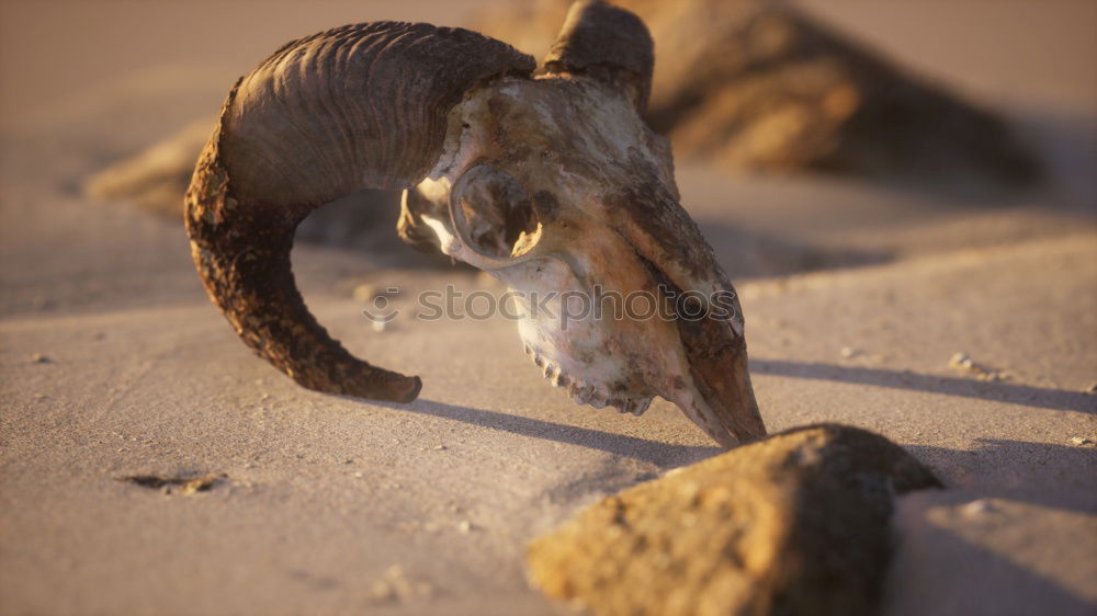 walk through dusty tundra with sandals