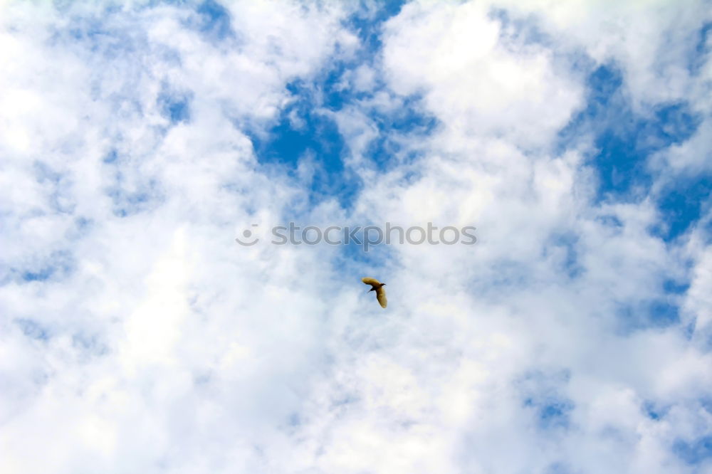 Similar – Image, Stock Photo Ruler of the skies