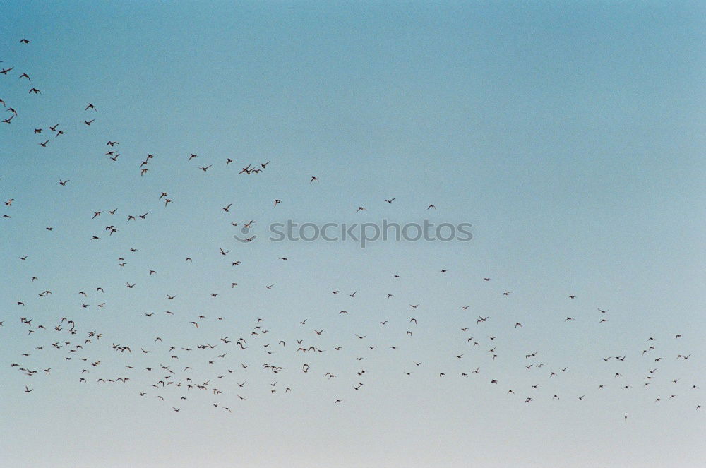 Similar – Image, Stock Photo The birds Human being