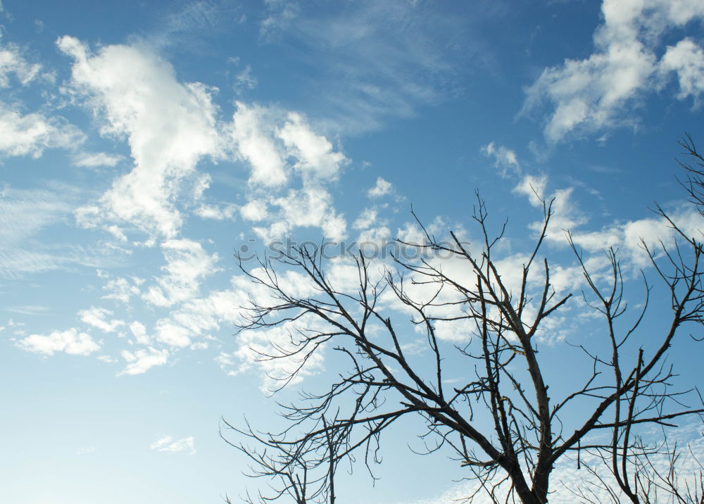 Similar – Foto Bild baumgespräch Umwelt Natur