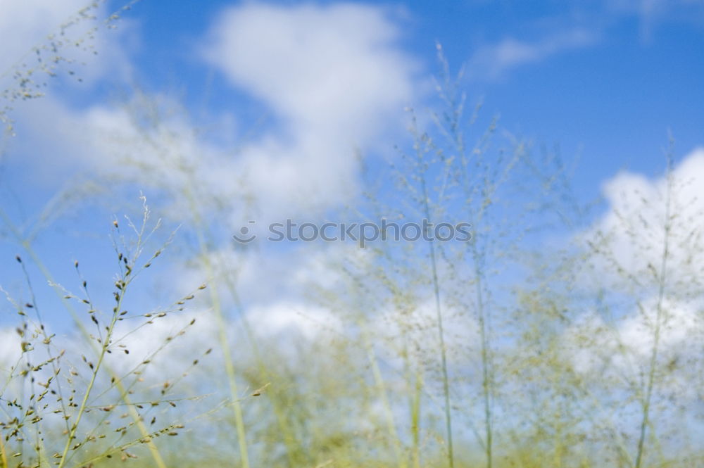 Similar – Foto Bild noch mehr Blumenwiese