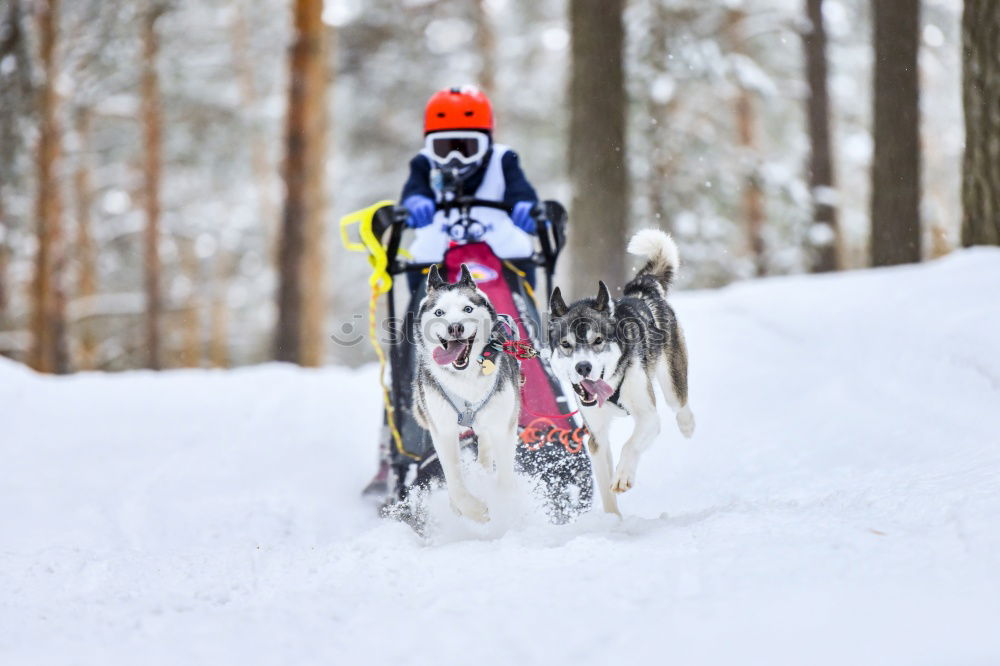 Similar – trailblazer Dog Sleigh