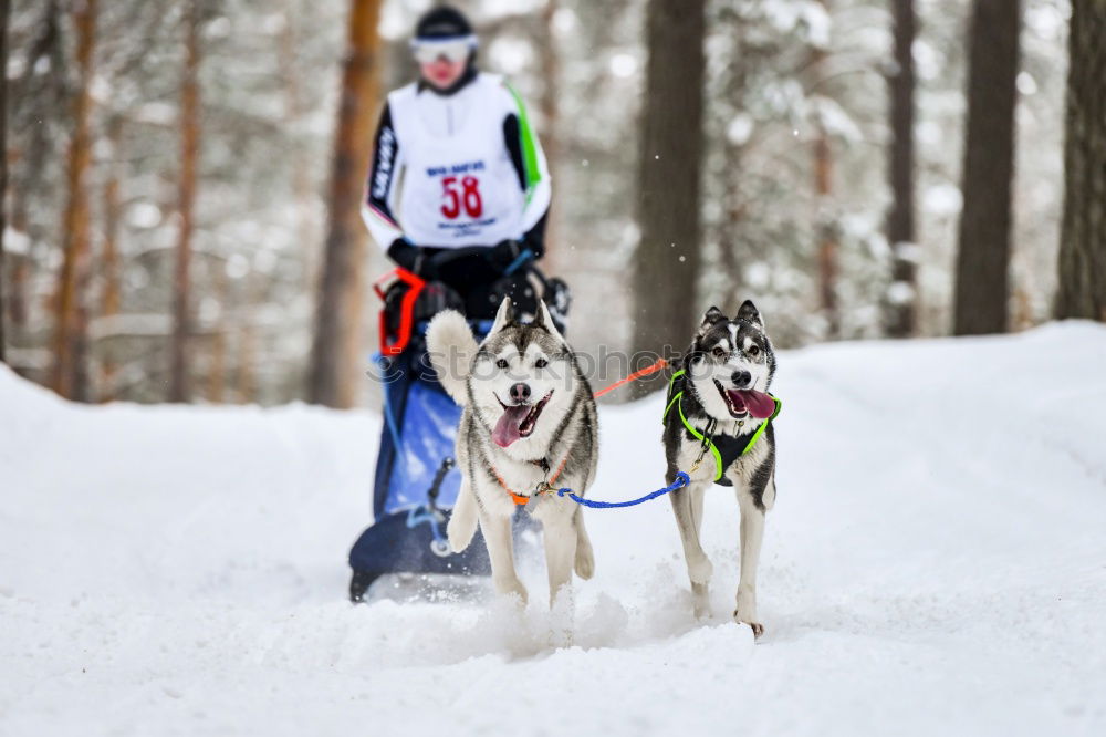 Similar – trailblazer Dog Sleigh