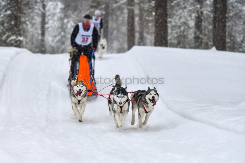 Similar – trailblazer Dog Sleigh