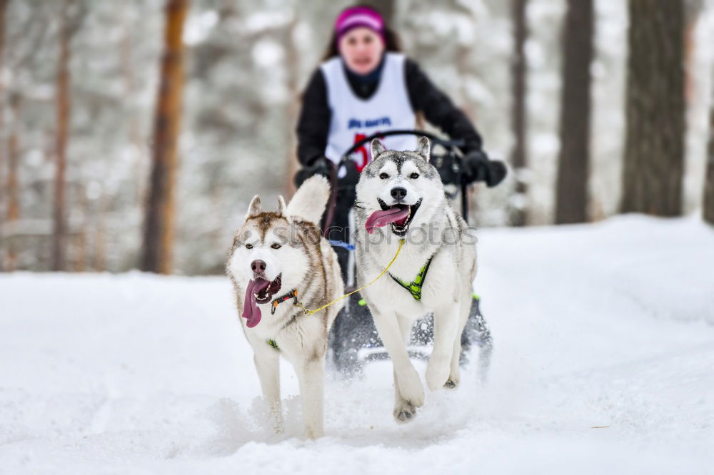 trailblazer Dog Sleigh