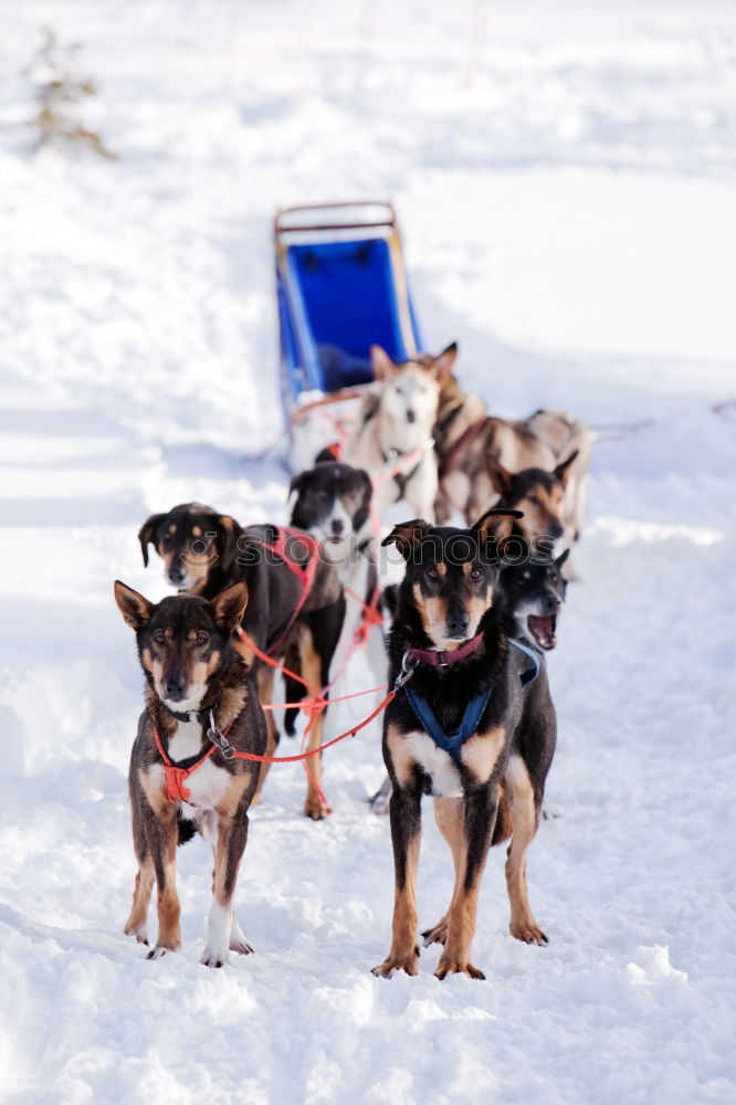 Similar – Image, Stock Photo Sleigh ride with huskies in Tromsö, Norway