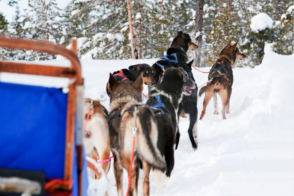 Similar – Image, Stock Photo Dog team in front of a dog sled after a sled ride