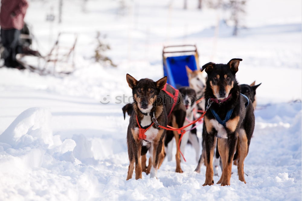 Similar – trailblazer Dog Sleigh