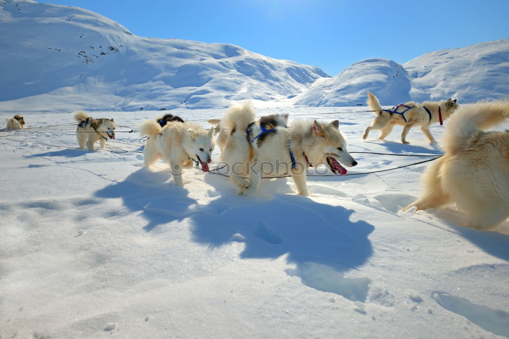 Similar – Image, Stock Photo Dog team in front of a dog sled after a sled ride