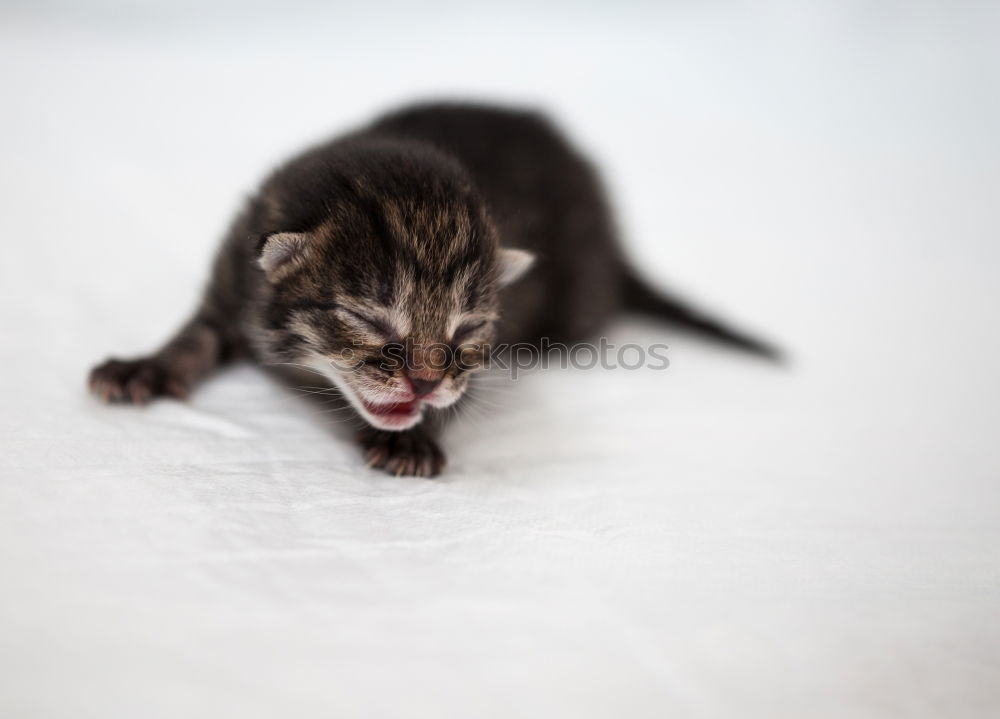 Similar – Image, Stock Photo Another cat. Meat Animal