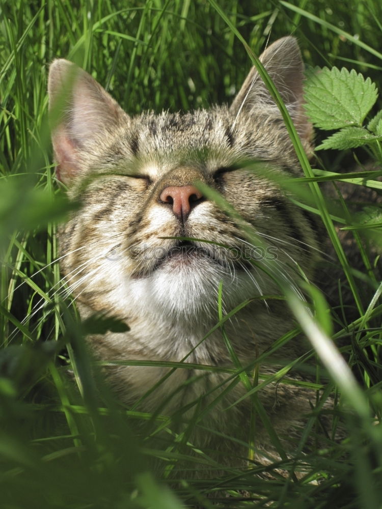 Similar – Image, Stock Photo flower cat Garden Plant