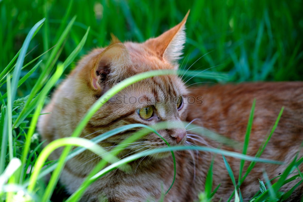 Similar – Image, Stock Photo katzenviech Nature Plant