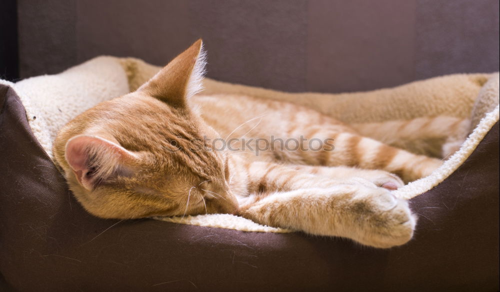 Similar – Image, Stock Photo Lotta at 30° C Cat Fatigue