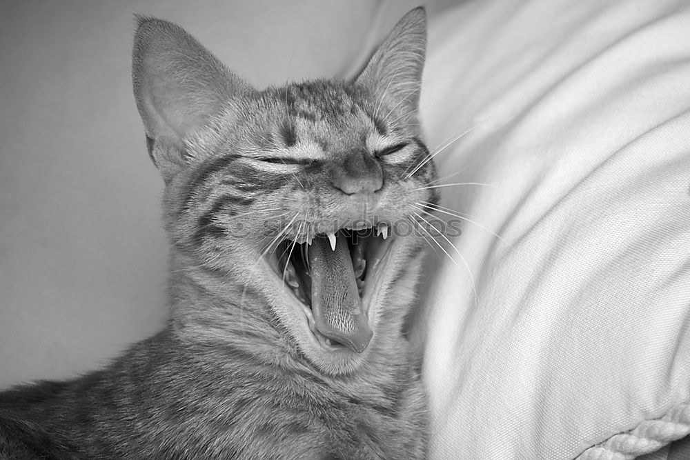 Similar – Image, Stock Photo I am very tired Cat Yawn