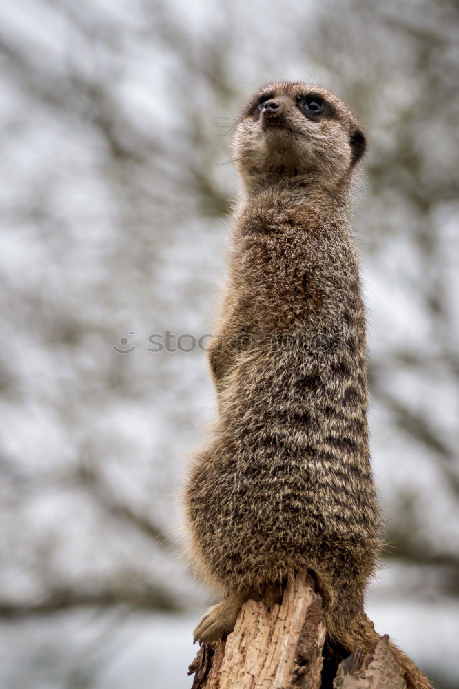 Similar – Meerkat is on the lookout