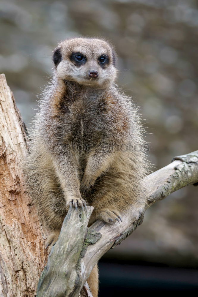 Similar – meerkats Winter Animal