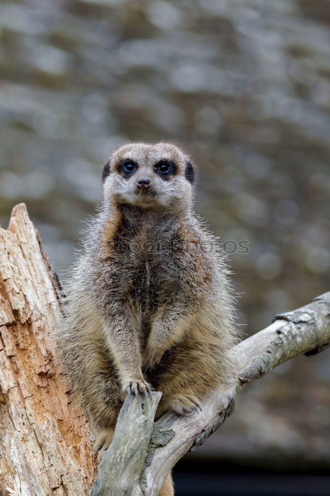 Similar – meerkats Winter Animal