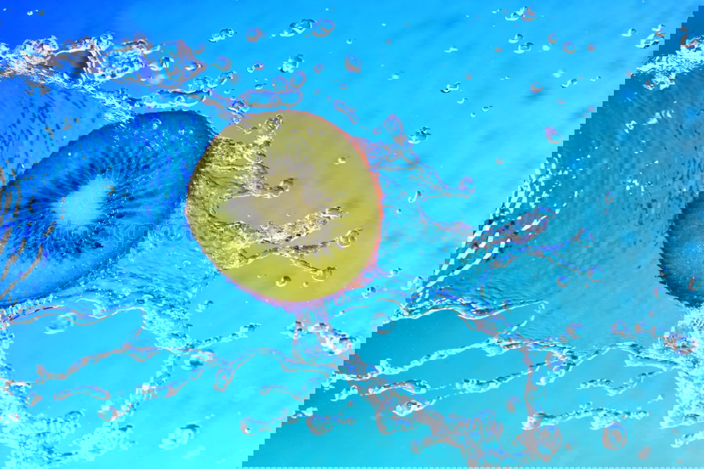 Similar – Image, Stock Photo Jammy lemon half on blue