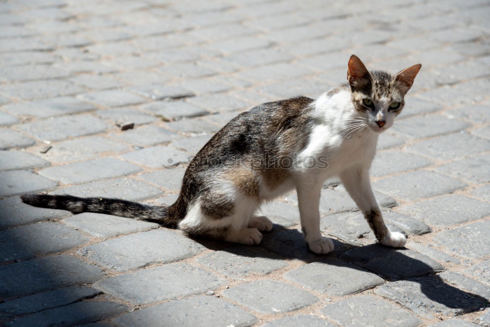 Similar – Siesta Tier Haustier Katze