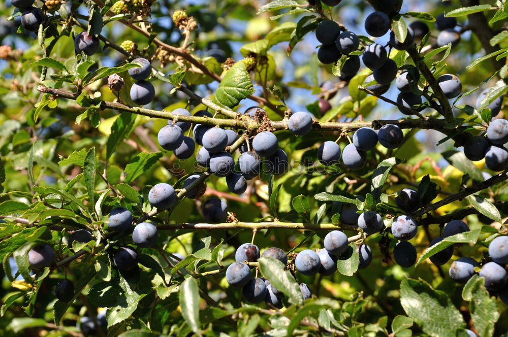 Similar – elder Elder Tree Berries