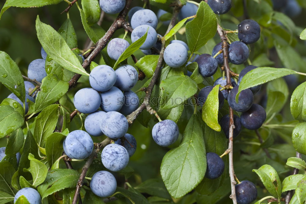 Image, Stock Photo sloes Fruit Jam Liquer