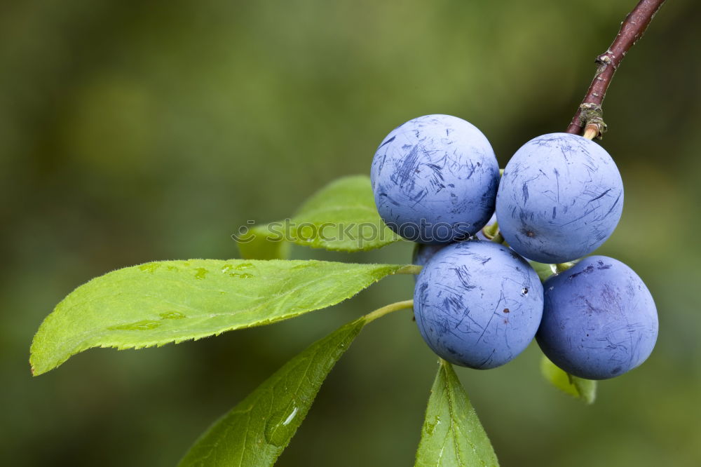 Similar – Image, Stock Photo sloes Fruit Jam Liquer