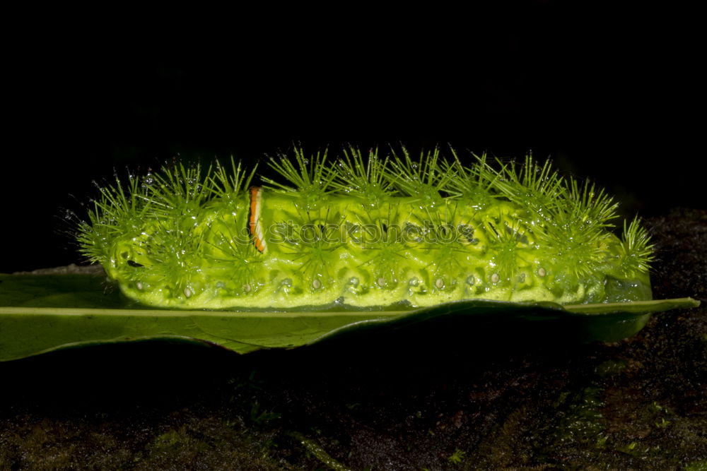 Similar – Raupe der Pyramideneule ( Amphipyra pyramidea )