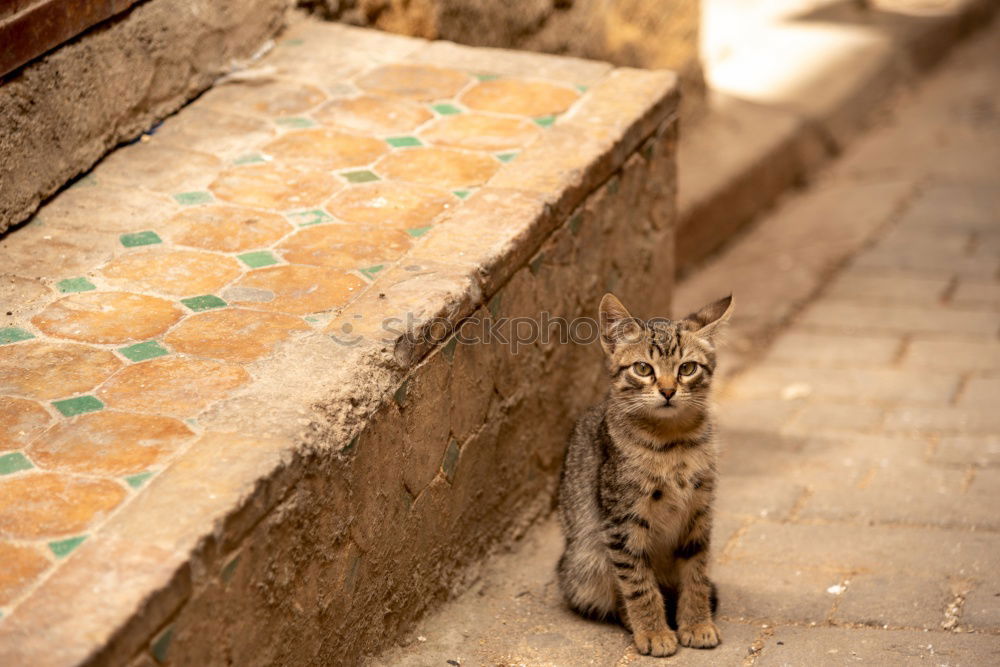 Similar – Image, Stock Photo #A# Donkey rest Small Town