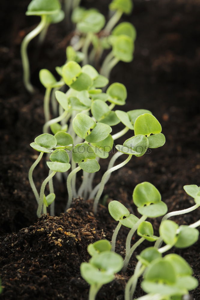 Similar – Vegetable cultivation on the balcony