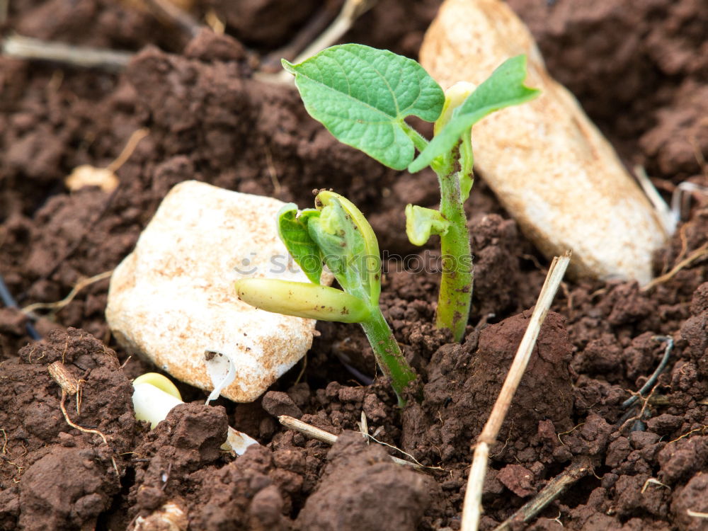 Similar – urban gardening Food