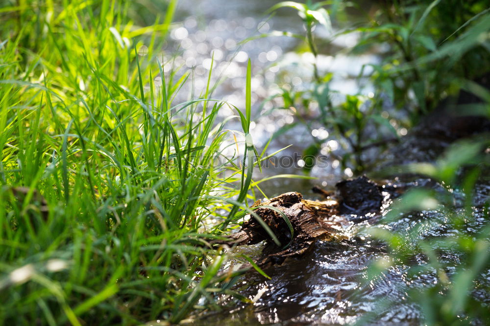 Similar – Foto Bild Siesta auf der Wiese Natur