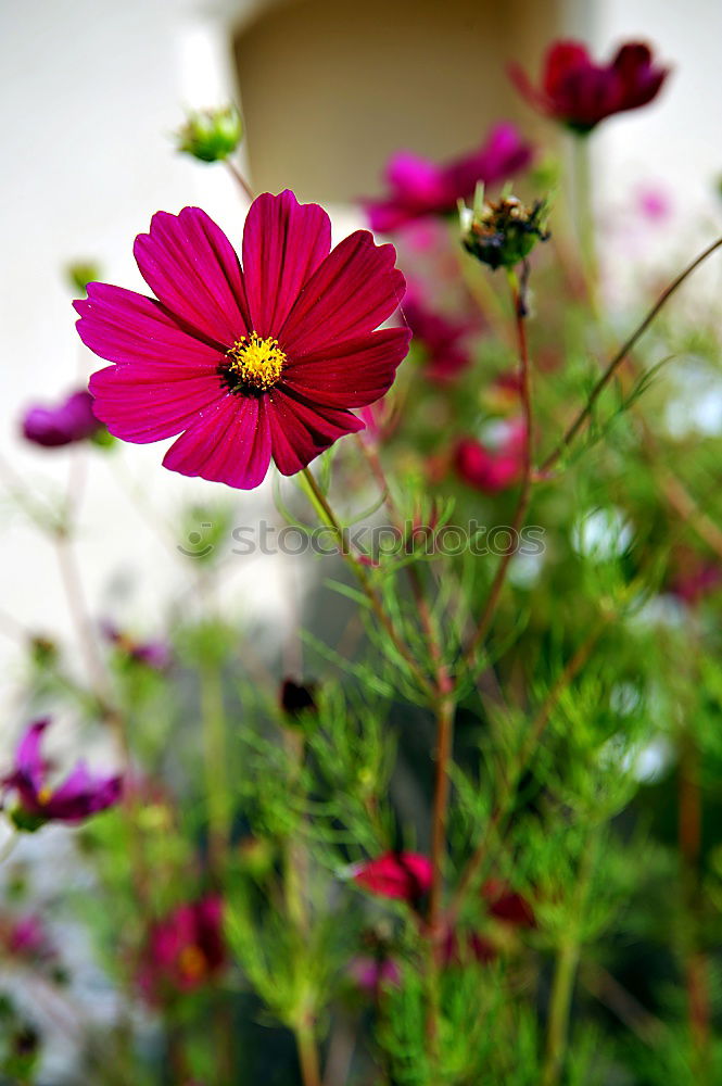 Similar – Astern Sommer Garten Natur