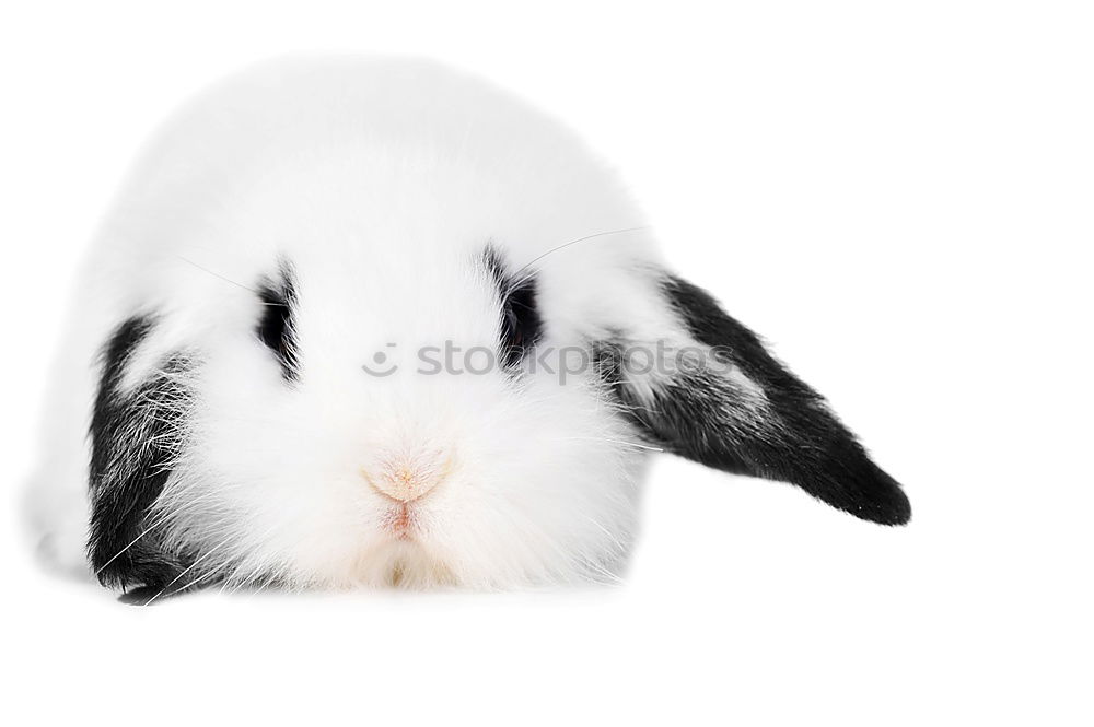 Similar – Image, Stock Photo lateral entrants Style Pet