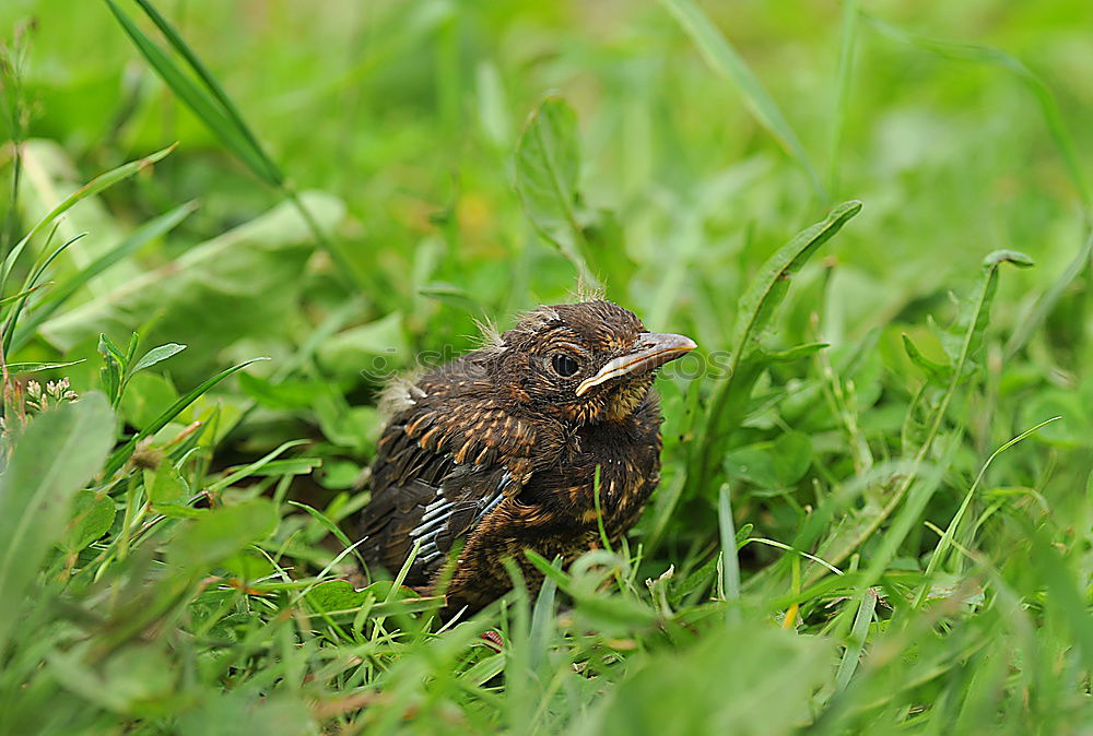 Image, Stock Photo Big bird Nature Landscape