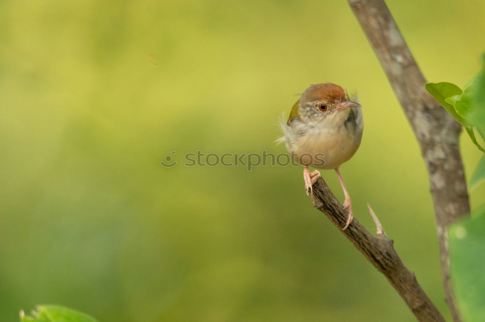 Similar – Beautiful wild bird Life