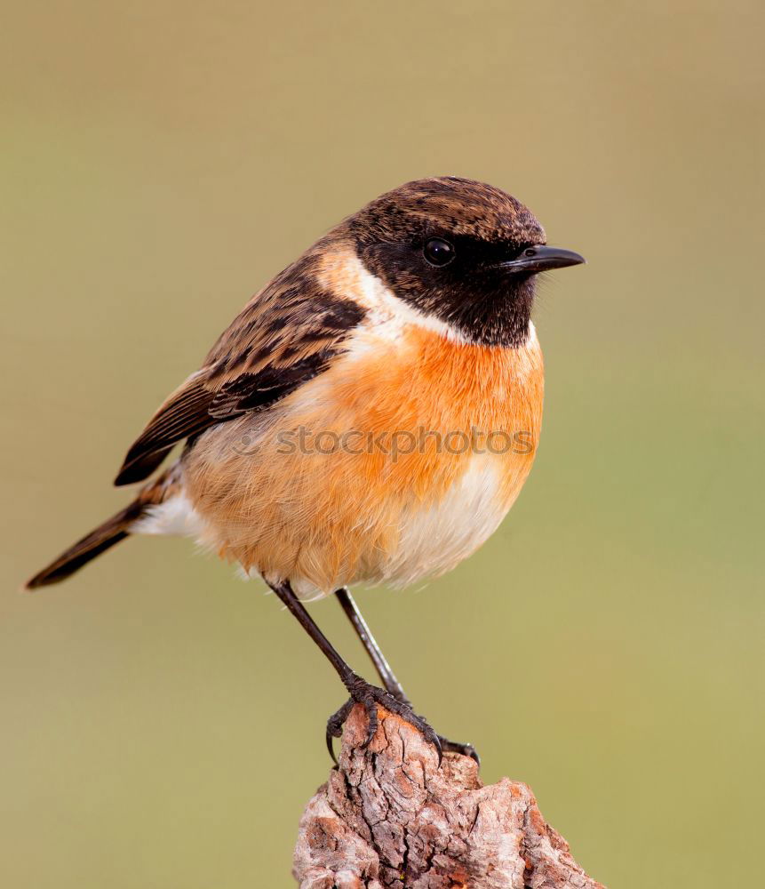 Similar – Image, Stock Photo beautiful garden bird at feeder