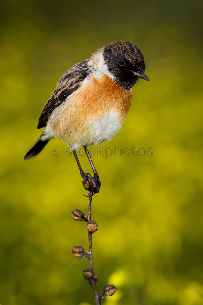 Similar – Image, Stock Photo Beautiful wild bird perched on a branch in nature