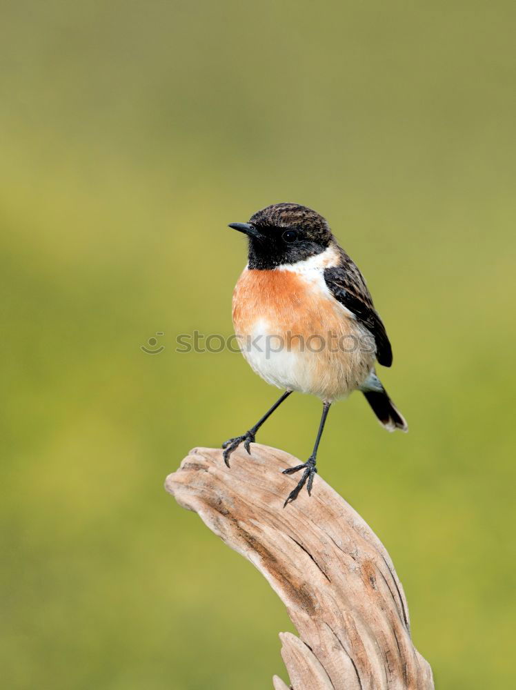 Similar – Image, Stock Photo Long-Tailed Tit