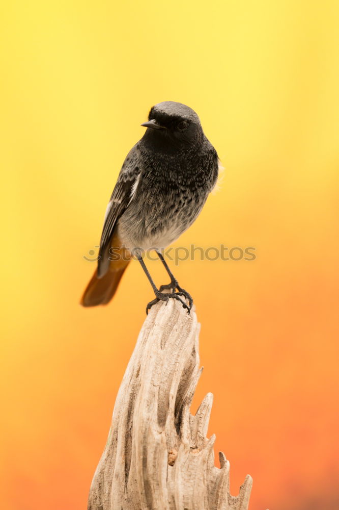 Similar – Image, Stock Photo Long-Tailed Tit