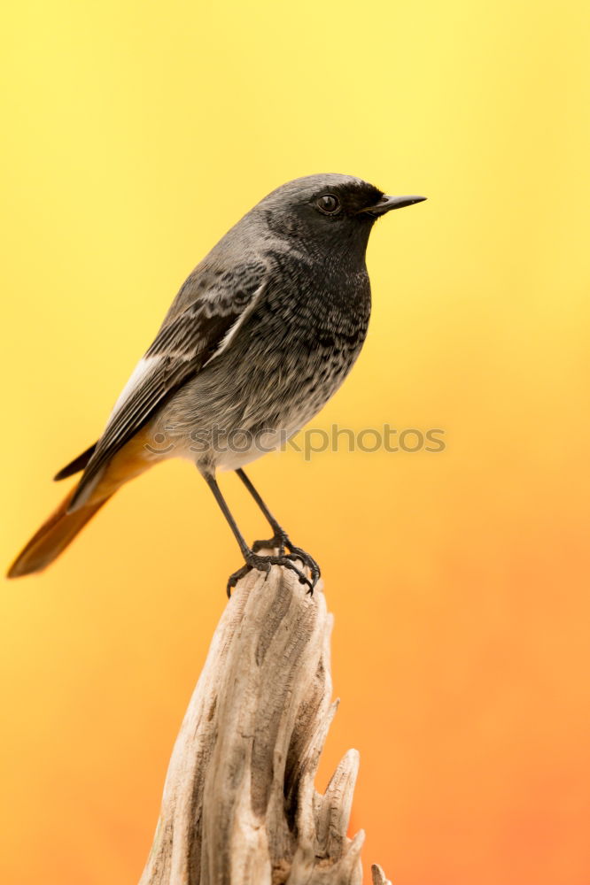 Similar – Image, Stock Photo Long-Tailed Tit