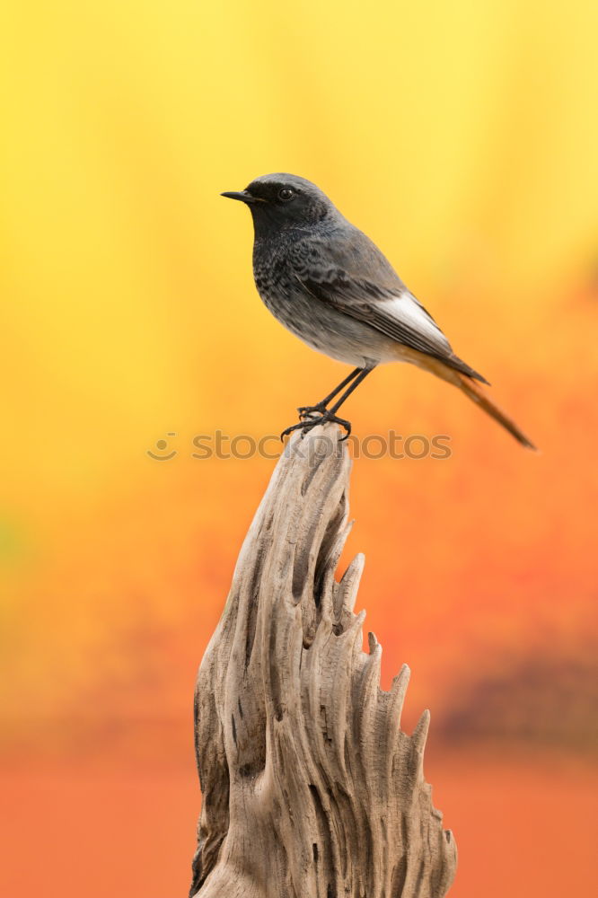 Similar – Image, Stock Photo common blackbird in beautiful light