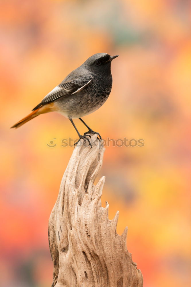 Similar – Image, Stock Photo Long-Tailed Tit