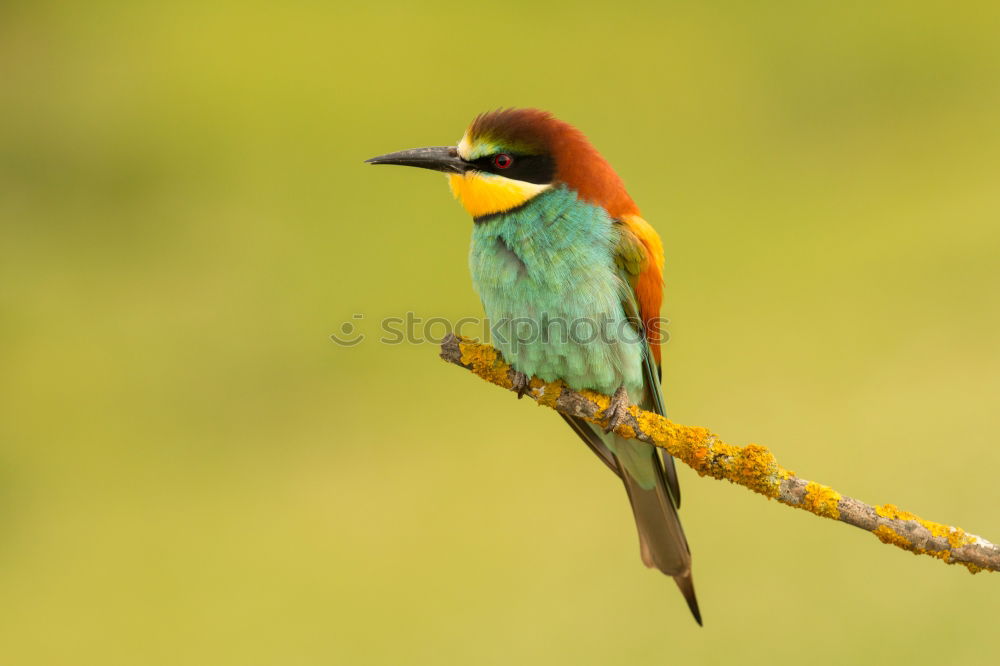 Similar – Image, Stock Photo Small bird perched on a branch with a nice plumage