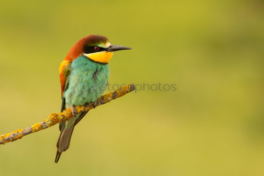 Similar – Image, Stock Photo Small bird perched on a branch with a nice plumage