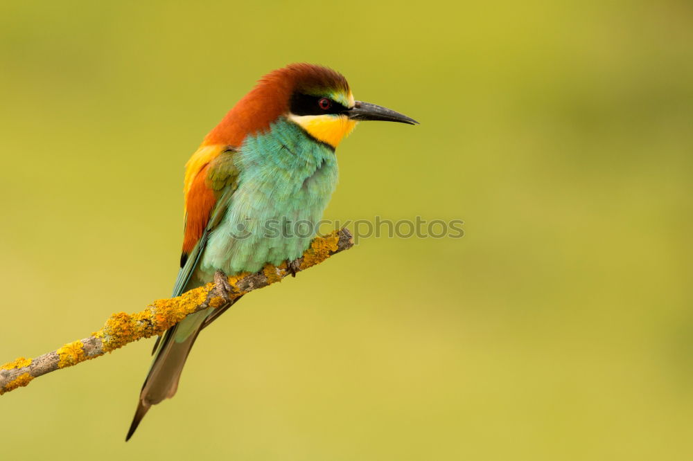 Similar – Image, Stock Photo Small bird perched on a branch with a nice plumage