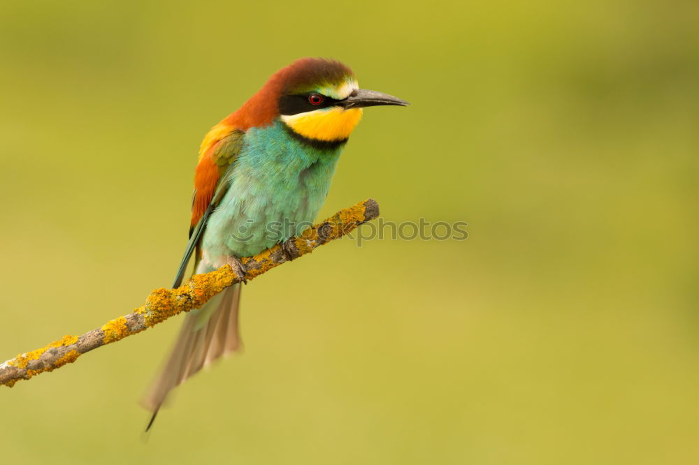 Similar – Image, Stock Photo Small bird with a nice plumage