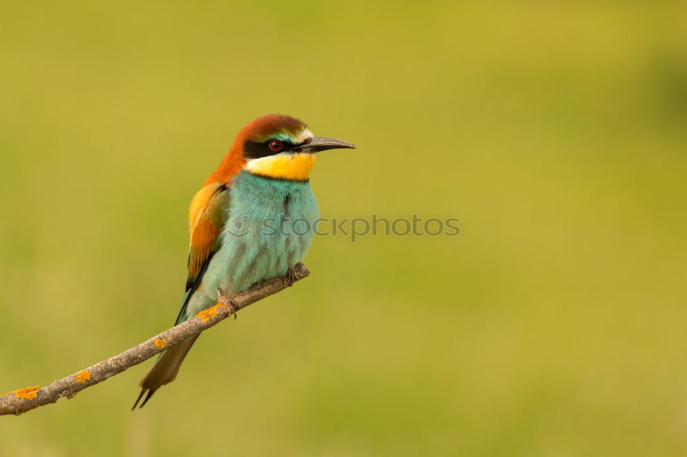 Similar – Image, Stock Photo Small bird with a nice plumage