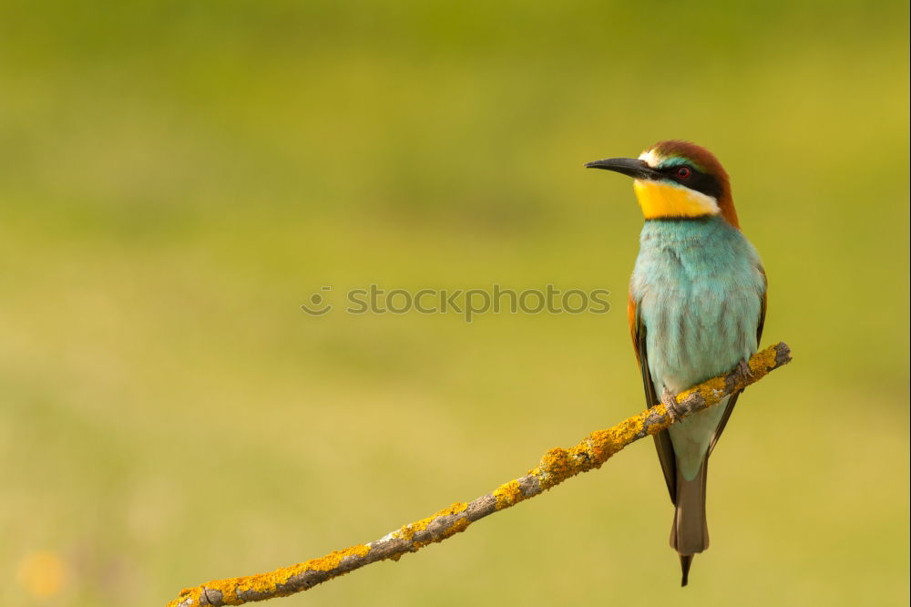 Similar – Image, Stock Photo Rackbird #2 Bird